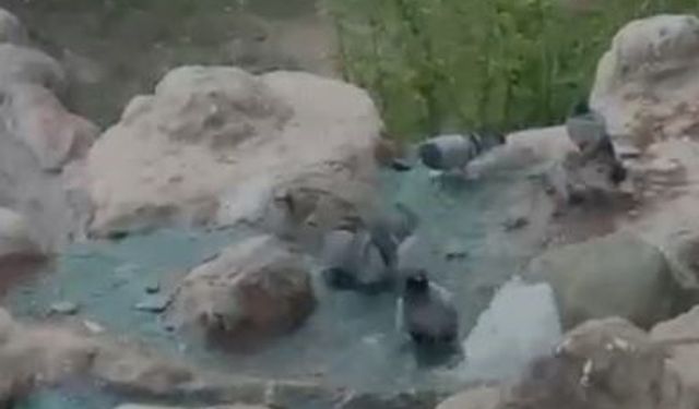 Sıcaktan Bunalan Güvercinler Süs Havuzuna Sığındı