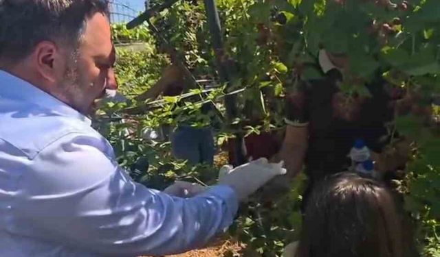 Siirt'te Böğürtlen Hasadıyla Anlamlı Buluşma