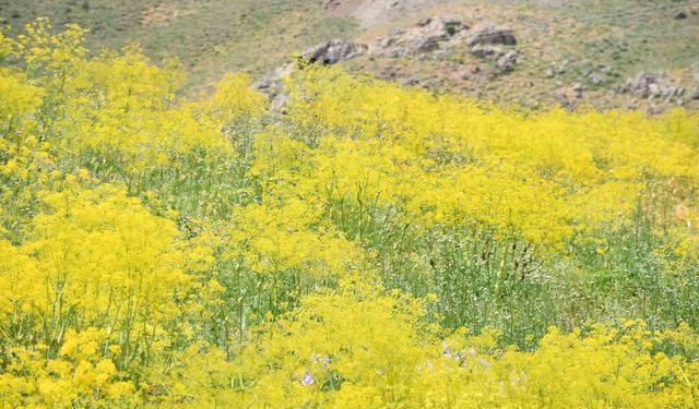 Şırnak Yaylaları Sarı Çiçeklerle Renk Cümbüşüne Döndü