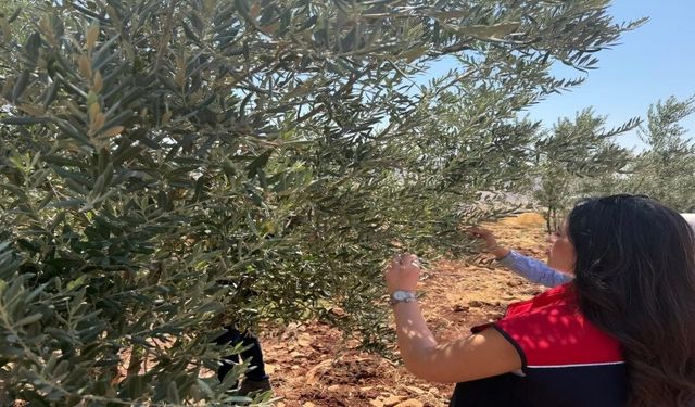 Şırnak'ta Zeytin Bahçelerinde Hasar Tespiti Başladı