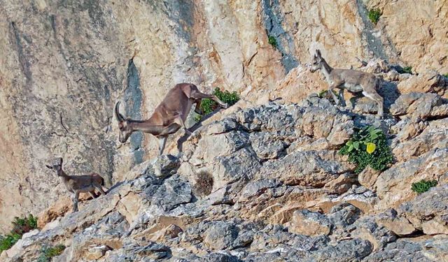 Van'da Doğanın Gizli Hazinesi Görüntülendi! Yaban Keçileri Kamerada