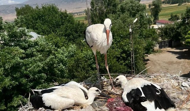 Yaralı Leylek Ve Yavruları Zamanında Kurtarıldı