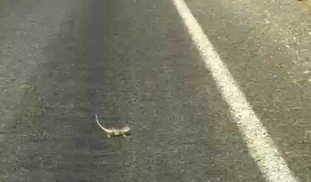 Yolu Geçen Bukalemun Gülümsetti