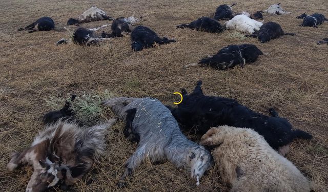 Bitlis'te Yıldırım Felaketi! Onlarca Hayvan Telef Oldu