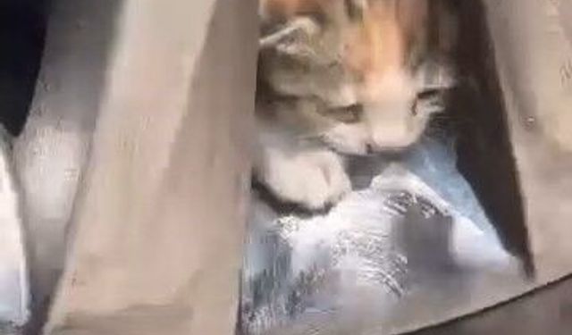 Elazığ’da Janta Sıkışan 6 Kedi Kurtarıldı