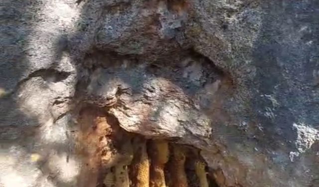 Elazığ'da Kayalıkta Doğal Bal Şaşırttı
