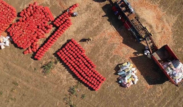 Tekirdağ Soğanı 3 Yıllık Yolculukla Sofralara Ulaşıyor