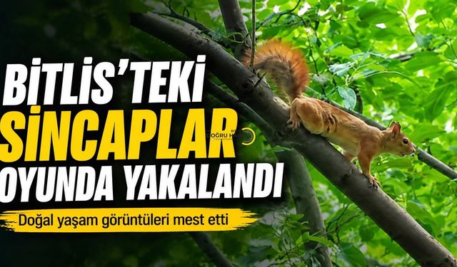 Bitlis’te Sincaplar Oyunda Yakalandı
