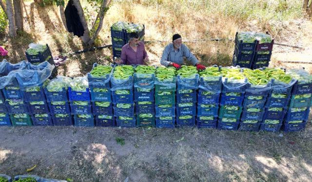 86 Yaşında Tarlasını Bırakmıyor