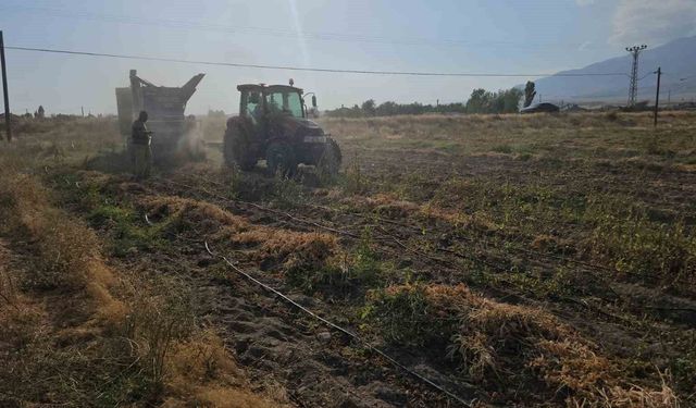 Adilcevaz’da Fasulye Hasadı Başladı