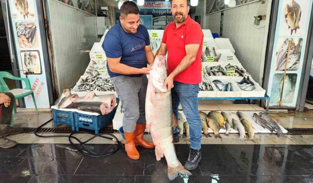 Botan Çayı’ndan Çıktı! 69 Kiloluk Dev Balık Şaşırttı