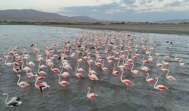 Flamingolar Erçek Gölü’ne Geç De Olsa Geldi
