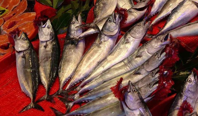 Trabzon’da Palamut Bereketi: Av Miktarı Yüzde 50 Arttı