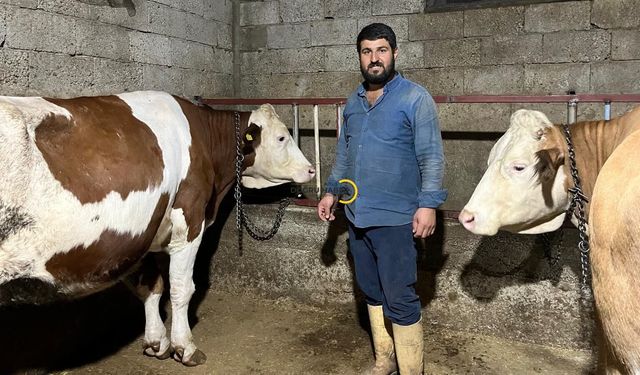 Bitliste Esnaflığı Bıraktı, Hayvancılığa Başladı!