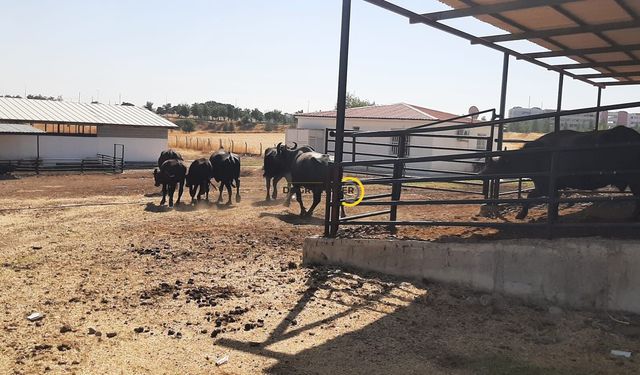 Mandalar İtalya'dan,Üretim Diyarbakır'dan