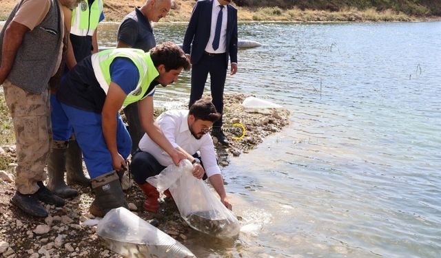 Bitlis’te göl ve göletlere 1 milyon 397 bin 500 yavru sazan bırakıldı