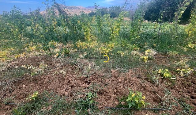 Bitliste Domuz Sürüsü Fasulye Tarlasına Girdi
