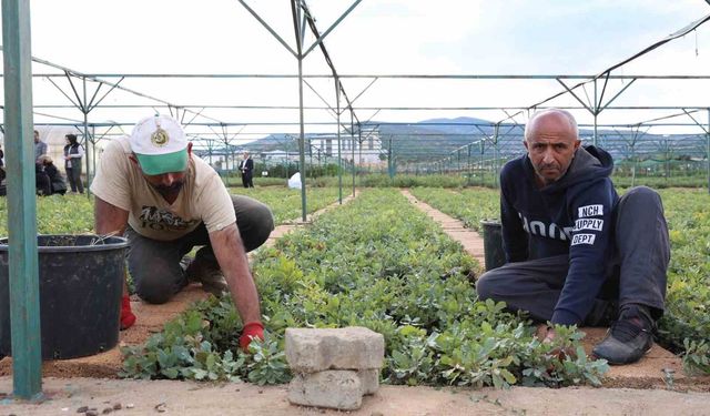 Bingöl’de 500 Bin Fidan Üretimi Tamamlandı