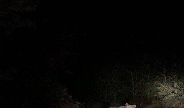 Sapanca’da Ayı Ailesiyle Karşılaşan Vatandaşlar Şaşkına Döndü
