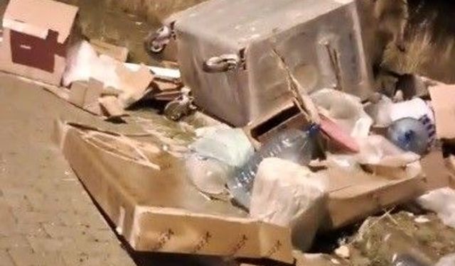 Sarıkamış’ta Boz Ayılar Sokaklara İndi