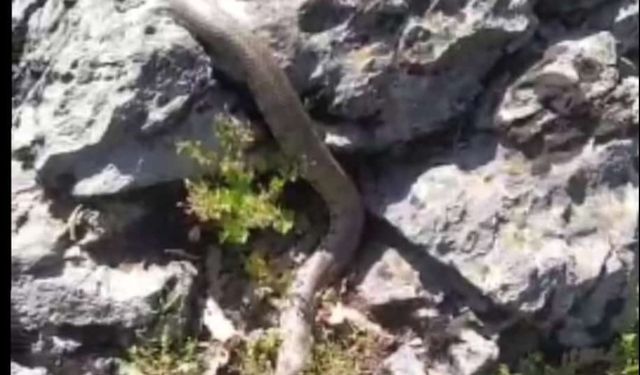Bitlis’in Hizan İlçesinde 2 Metrelik Engerek Yılanı Görüntülendi