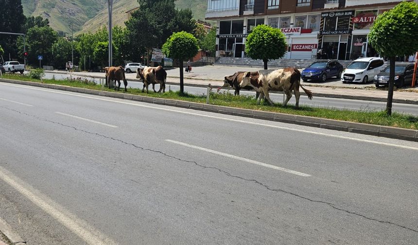 Bitlis’te Başıboş İnekler Şehri İstila Etti