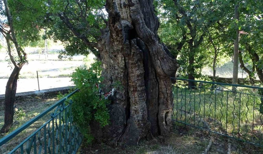 800 Yaşındaki Menengiç Ağacı Zamana Meydan Okuyor