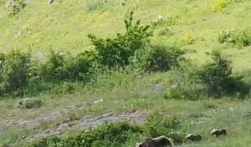 Ardahan'da Anne ve Yavru Boz Ayıları Görüntülendi