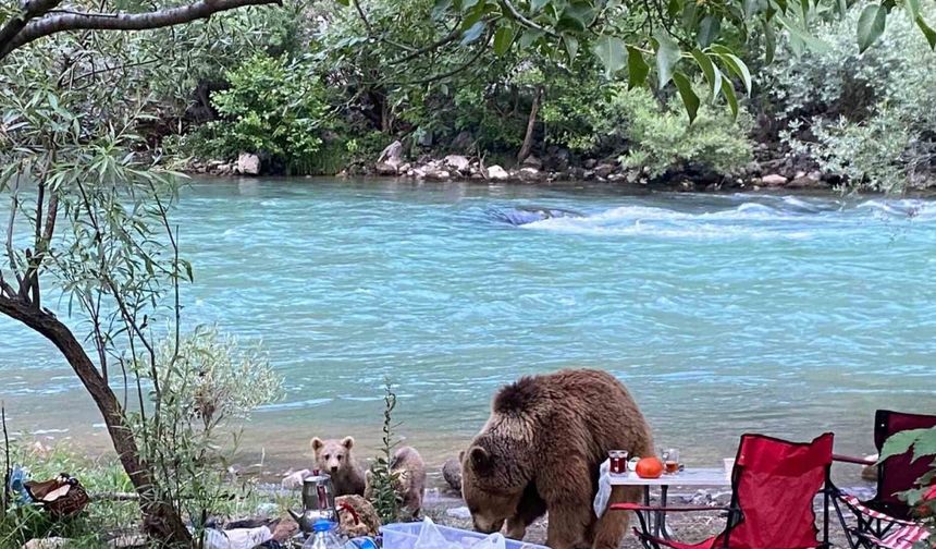 Piknik yapan Ailenin Sofrasına Ayı ailesi Misafir Oldu