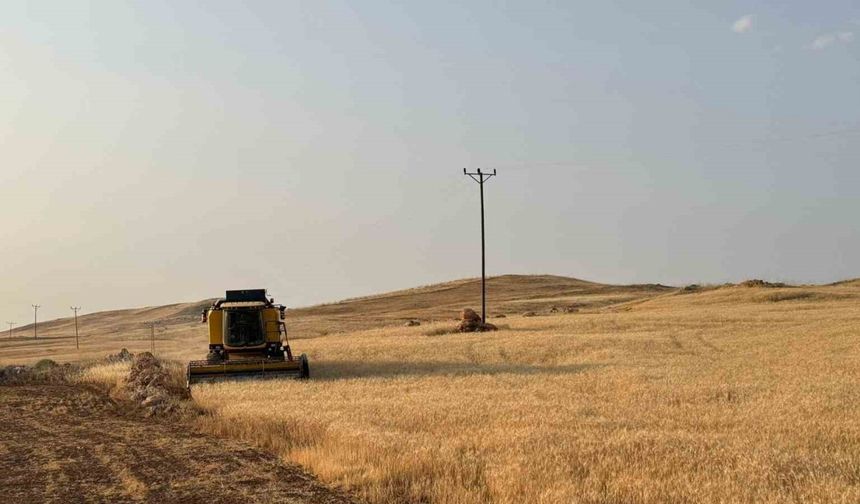Siirt'li Çiftçiler Bu Sene Buğdaydan Umduklarını Bulamadı