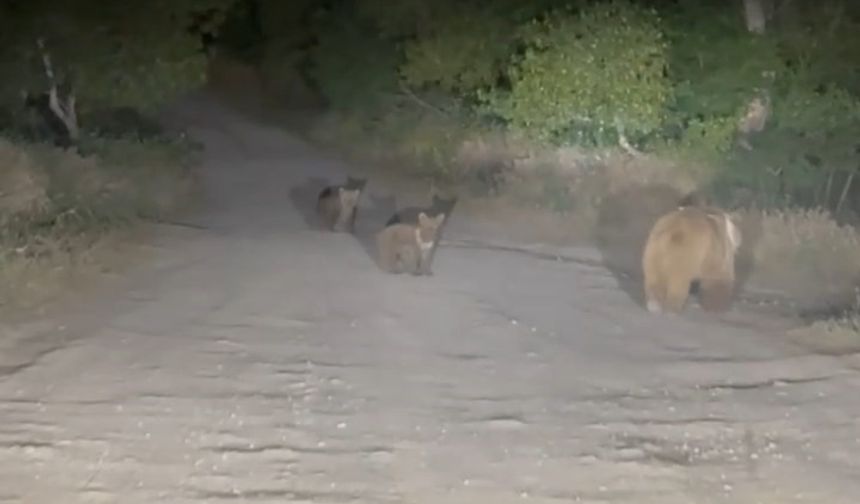 Tunceli’de anne ayı ve 2 yavrusu görünütlendi