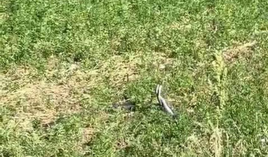Yılanların Dansı Bu Sefer Bingöl'de Kameraya Takıldı