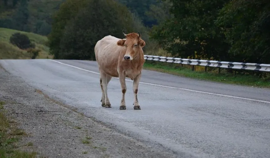 Çevre Haftasında Güldüren Manzara : Bitlis'te Başıboş İnekler Kaldırımları Pisletti