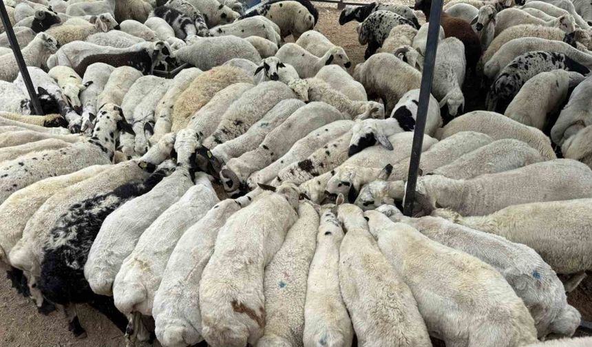 Adana’da şap hastalığı görüldü: Hayvan hareketliliği kısıtlandı