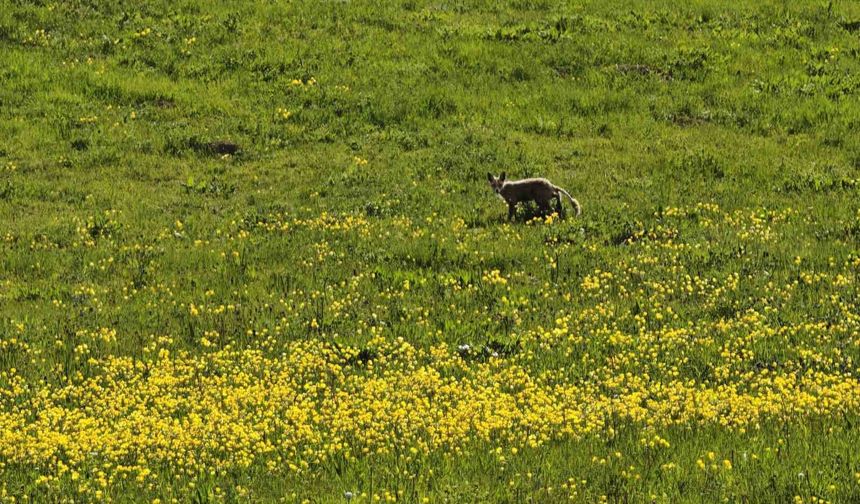 Ahlat’ta Tilki Sürprizi