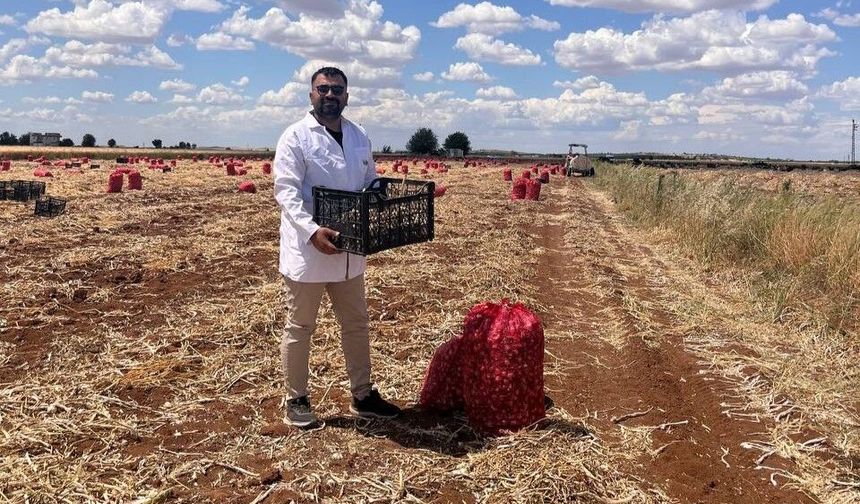 Şanlıurfa'da Sarımsak Hasadı Gecikti