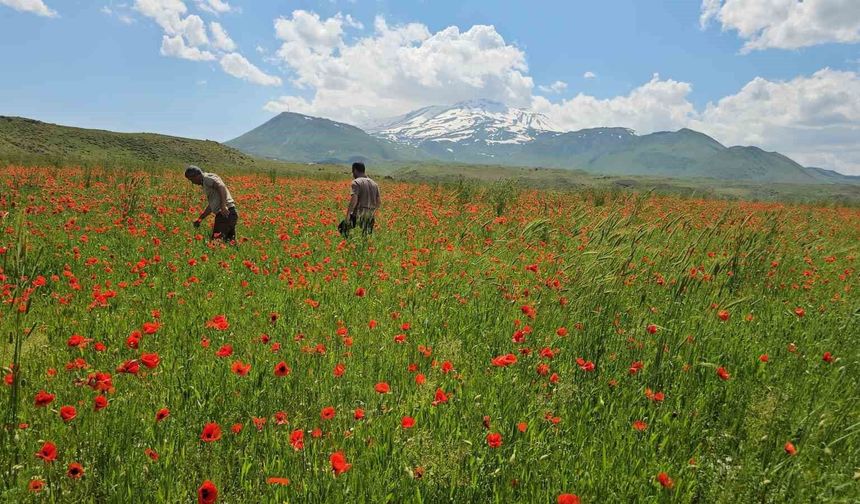 Süphan’ın Eteğinde Kızıl Şölen