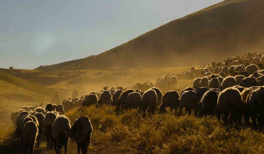 Yayla Göçünde Kartpostallık Manzaralar