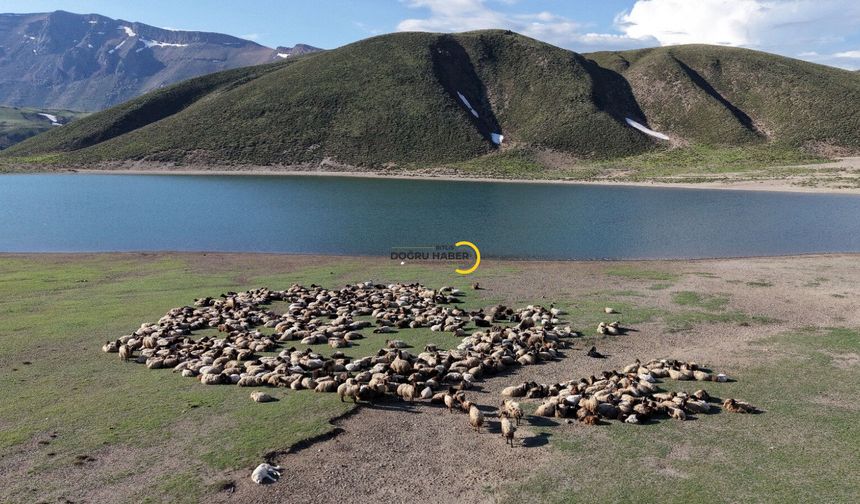 Göçerler 5 aylık yayla sezonunu Bitlis’te açtı