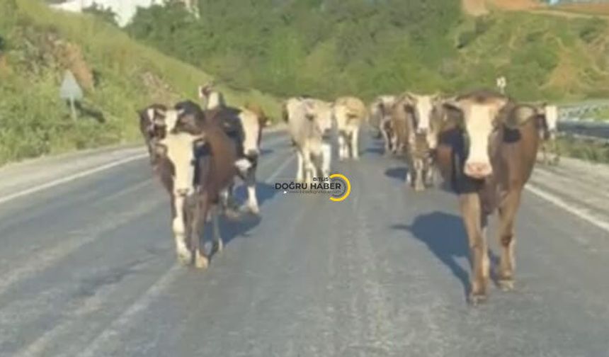 Bitlis'te Dikkat Çeken Değişim