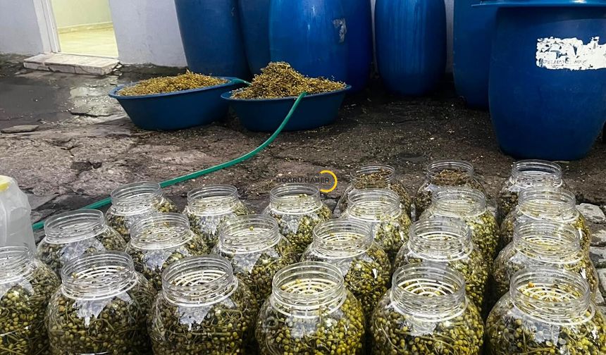 Bitlis’ten Türkiye’ye Gönderiliyor, Bu Lezzetin Sırrı 30 Yıllık Emekte Saklı