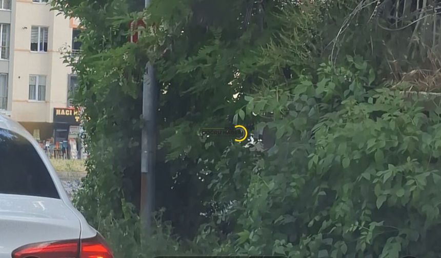 Bitlis'te Sürücüleri Zora Sokan Görüntü! Trafik Işıkları Ağaçların Arasında Kayboldu