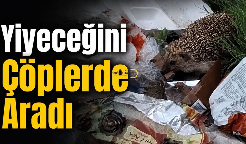 Yiyeceğini Çöplerde Aradı