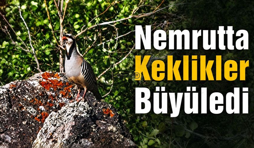 Nemrut Kalderası’nda Kekliklerin Büyüleyen Görüntüsü