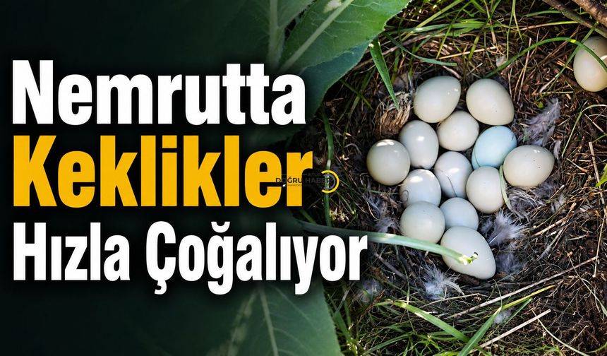 Nemrut Kalderası’nda Yeni Yaşamın Habercisi: 14 Keklik Yumurtası Görüntülendi