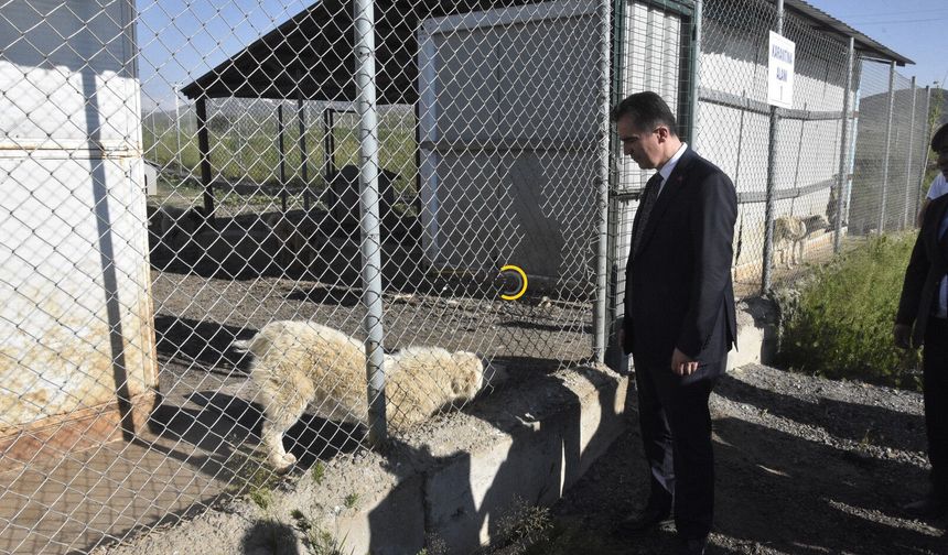 Bitlis'te 2 bin köpek doğal yaşam alanında koruma altında