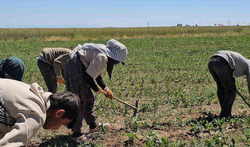 Adilcevaz'da Kavurucu Sıcakta Ekmek Mesaisi