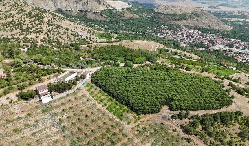 Erzincan'da Yüksek Rakımda Kiraz Hasadı