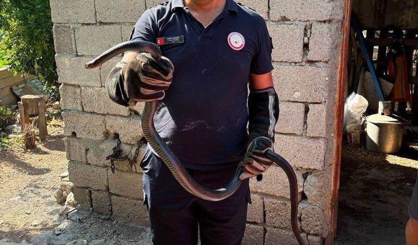 Hatay'da Yerleşim Alanlarına Giren Yılanlar Yakalandı