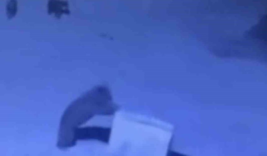 Rize'de Ayı Ailesinin Çöp Konteyneri Oyunu Kamerada